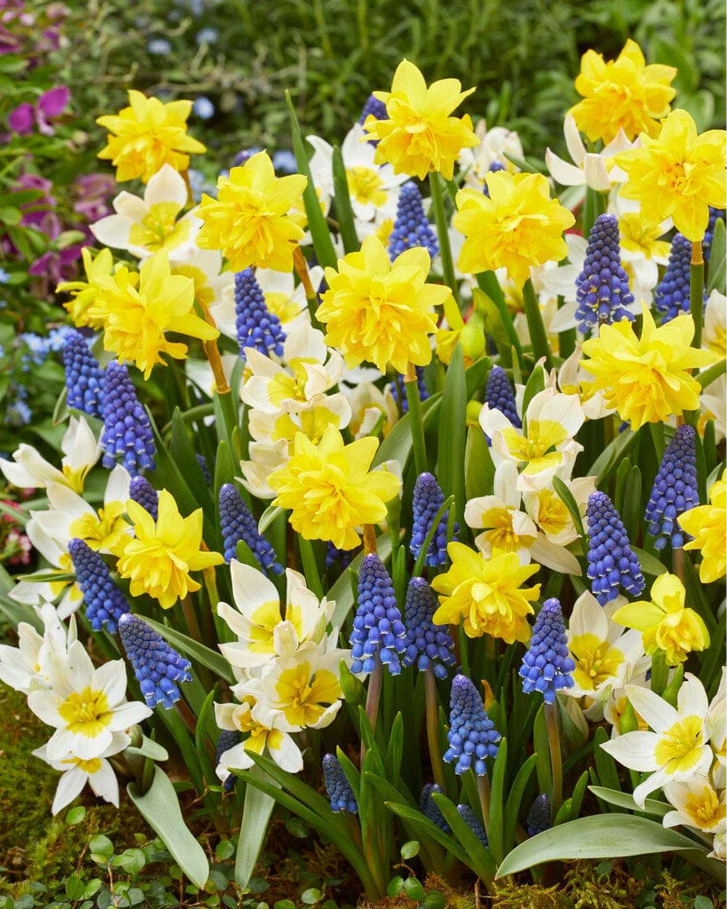 Mélange de bulbes 'Helle'